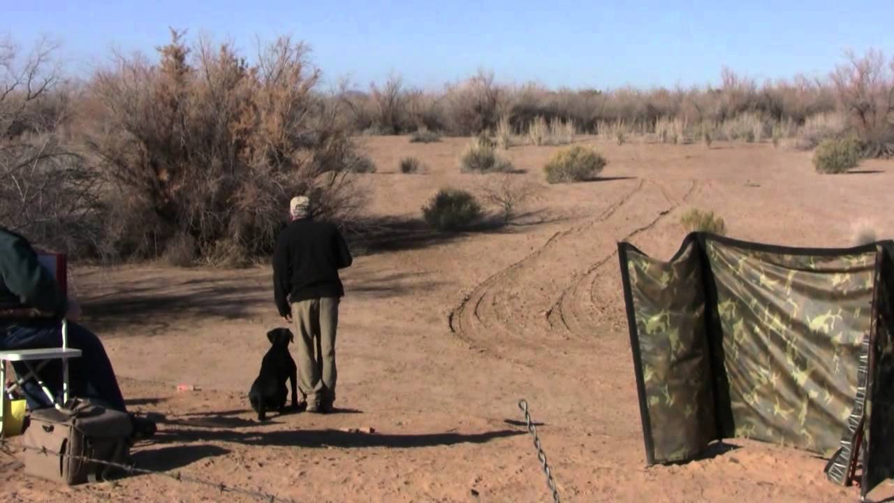 AKC Master Hunt Test Copper State HRC 2013 Land YouTube akc-master-hunt-test-copper-state-hrc-2013-land-youtube