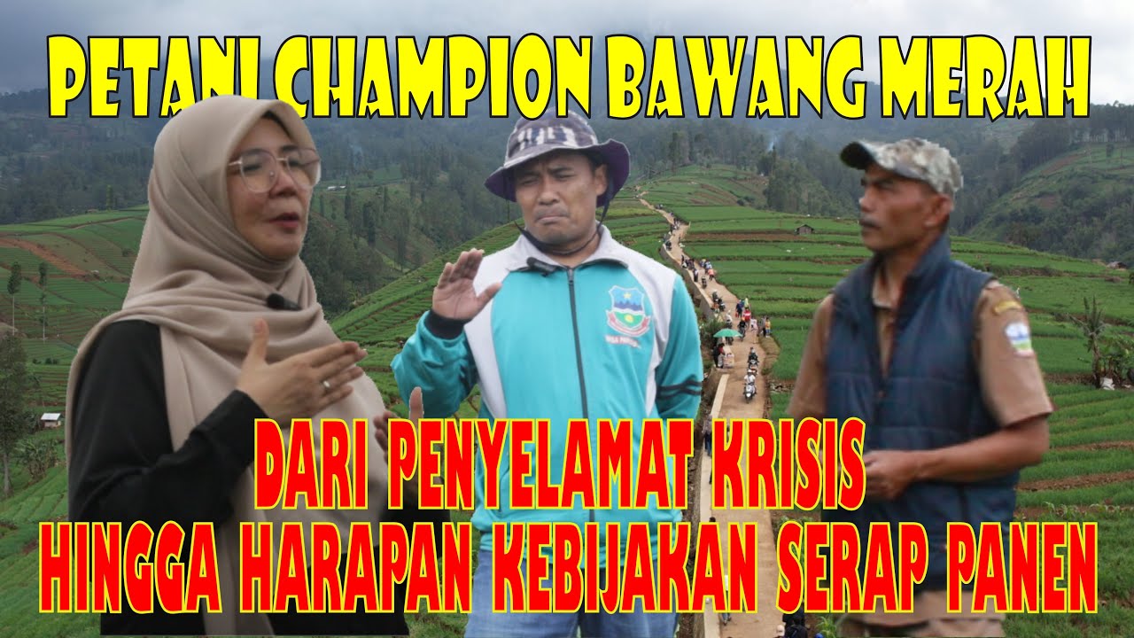 BANGKIT DARI KEKERINGAN || 1500 HEKTAR BAWANG MERAH SIAP DIPANEN