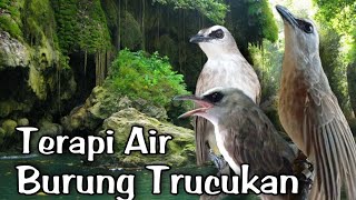 Terapi Air Trucukan Agar Rajin Bunyi JADIKAN Burung trucukan cepat gacor
