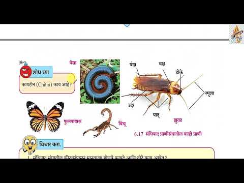 6.प्राण्यांचे वर्गीकरण Part3 दहावी विज्ञान आणि तंत्रज्ञान Pranyanche Vargikaran class 10th science