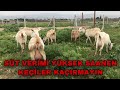 SATILIK SAANEN KEÇİLER | SÜT VERİMİ YÜKSEK 14 KEÇİ 19 OĞLAK !