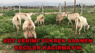 SAANEN GOATS FOR SALE | HIGH MILK PRODUCTIVITY 14 GOATS 19 GOATS!