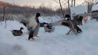 Duck Toes in the Snow - NOPE!