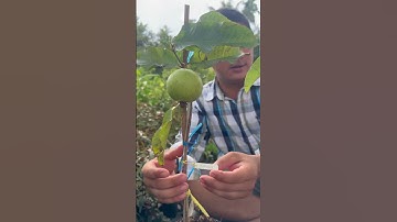 Top 2 dòng ổi mới xuất xứ Thái Lan| 0386569374 - Ngọc Ngân Bến Tre | Chuyên cây độc lạ