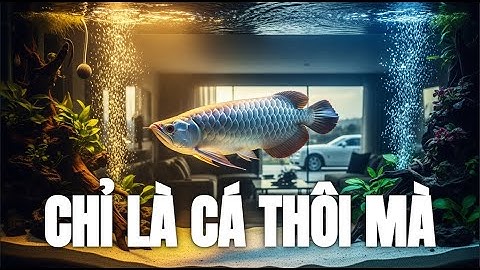 Có cần đắt đến vậy không ? TOP 10 Loài Cá ĐẮT NHẤT Thế Giới: Top 1 Giá Ngang Siêu Xe Rolls-Royce!