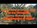 Hard Pruning sa Dragon Fruit: Ano ang tatanggalin, bagong sibol na sanga o pinagbungahan na sanga?