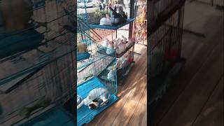 Aru having fun at in aviary❤️🥰💝#youtube #aviary #fun #happiness