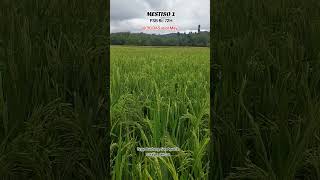 MESTISO 1 (Psb Rc72H)Hybrid Rice Technology Demonstration of  Dosepco/ Philrice