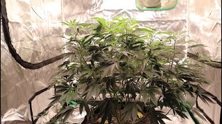 Next Grow (Grow 6) Update