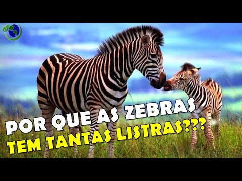 Vídeo: Vendo Listras Ou Por Que As Zebras Não São Bons Pacientes