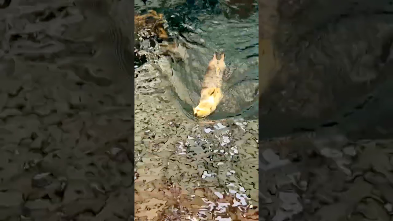 Lisbon Oceanarium | Relaxing Underwater World & Marine Life | Aquarium Experience, 