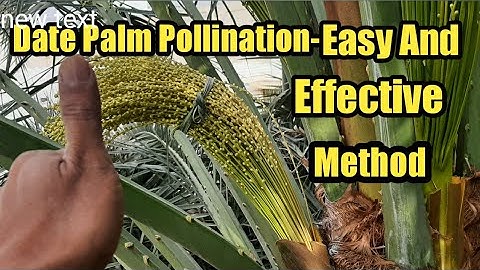 How to Pollinate Date Palm/ Date palm 🌴 Pollination- Easy and Effective method