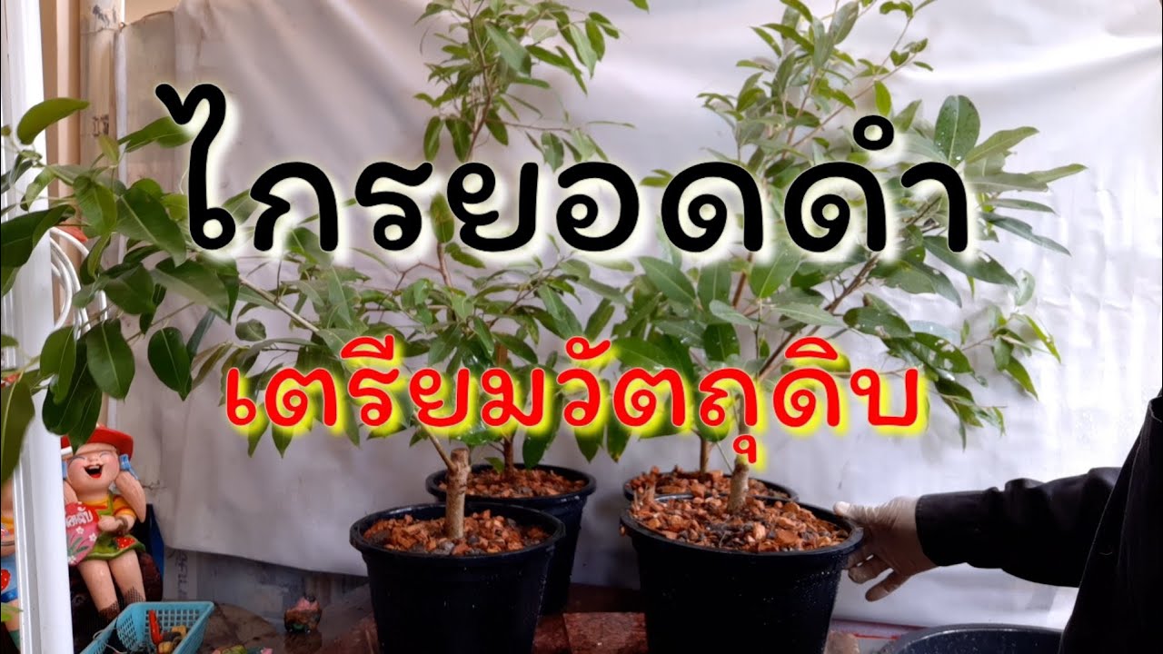 บอนไซ;ไกรยอดดำ,แดง,ชมพู: การเตรียมวัตถุดิบในการสร้างงานเป็นการประหยัดต้นทุน สำหรับเยาวชนคนรุ่นใหม่