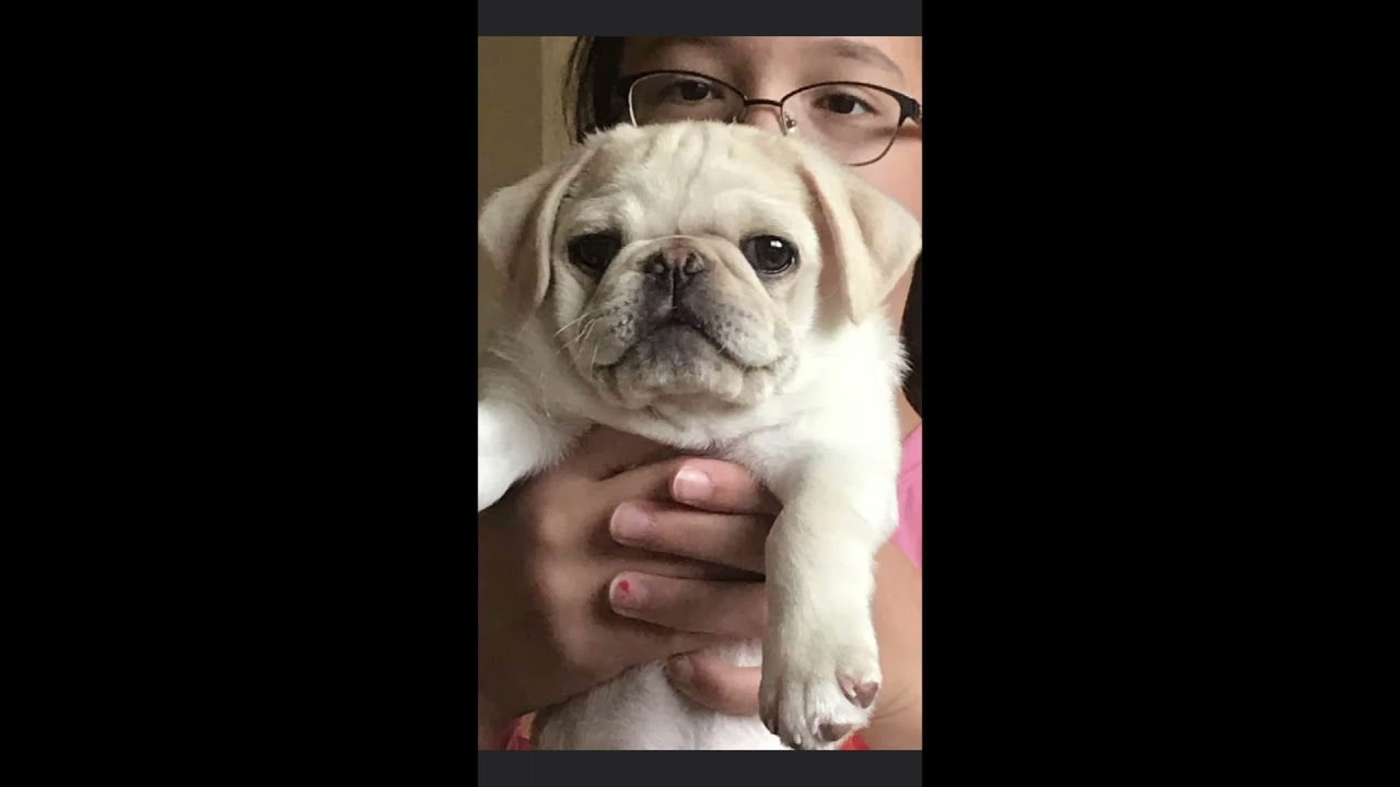 Pug Puppies White AKC for sale in Ohio 30yrs experience with pugs YouTube