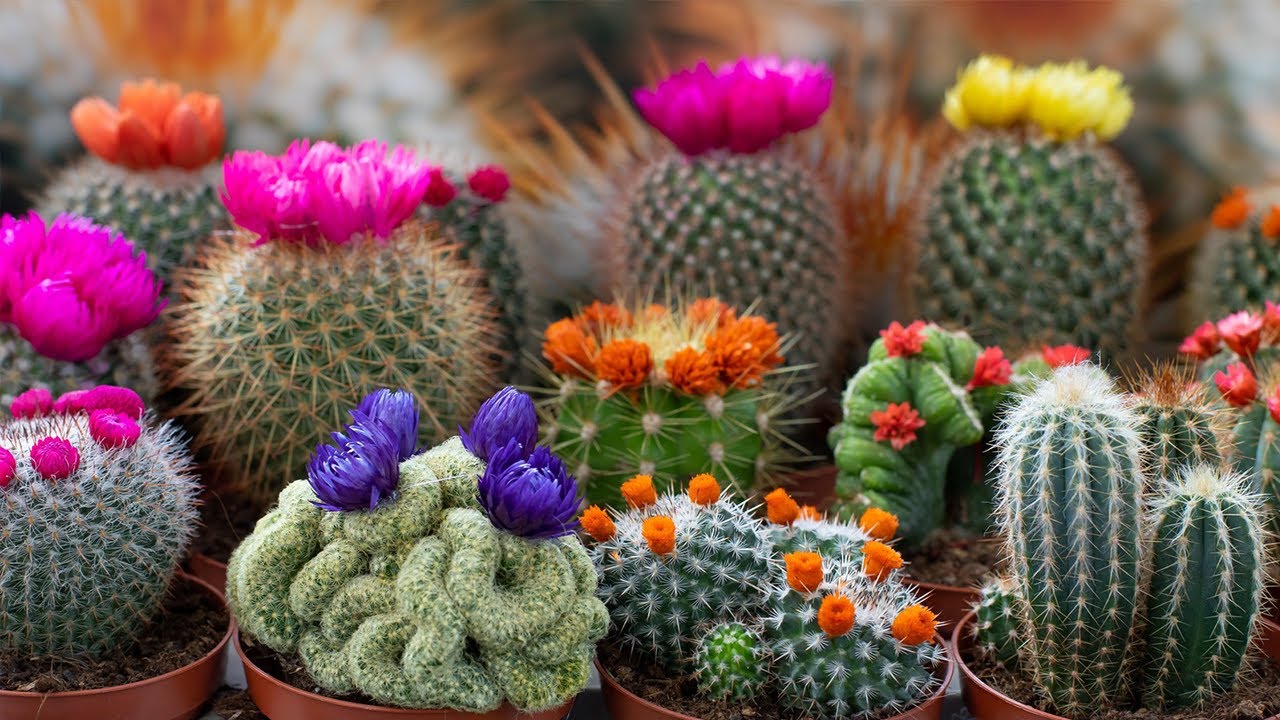 100 imágenes de diferentes tipos cactus con sus Nombres ! - YouTube