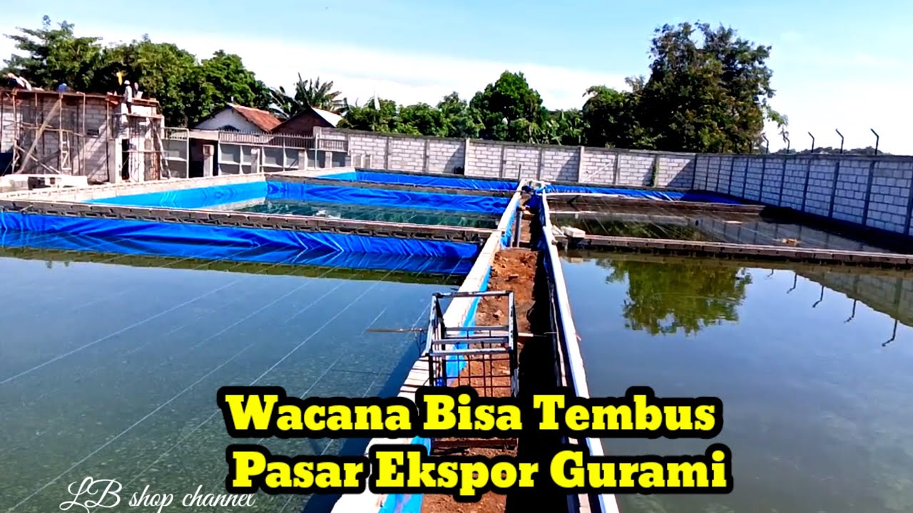 🔴 Sudah Habis 750 juta ‼️Baru 25 Persen Pembuatan Kolam Skala besar Di Pak Haji Samsul.