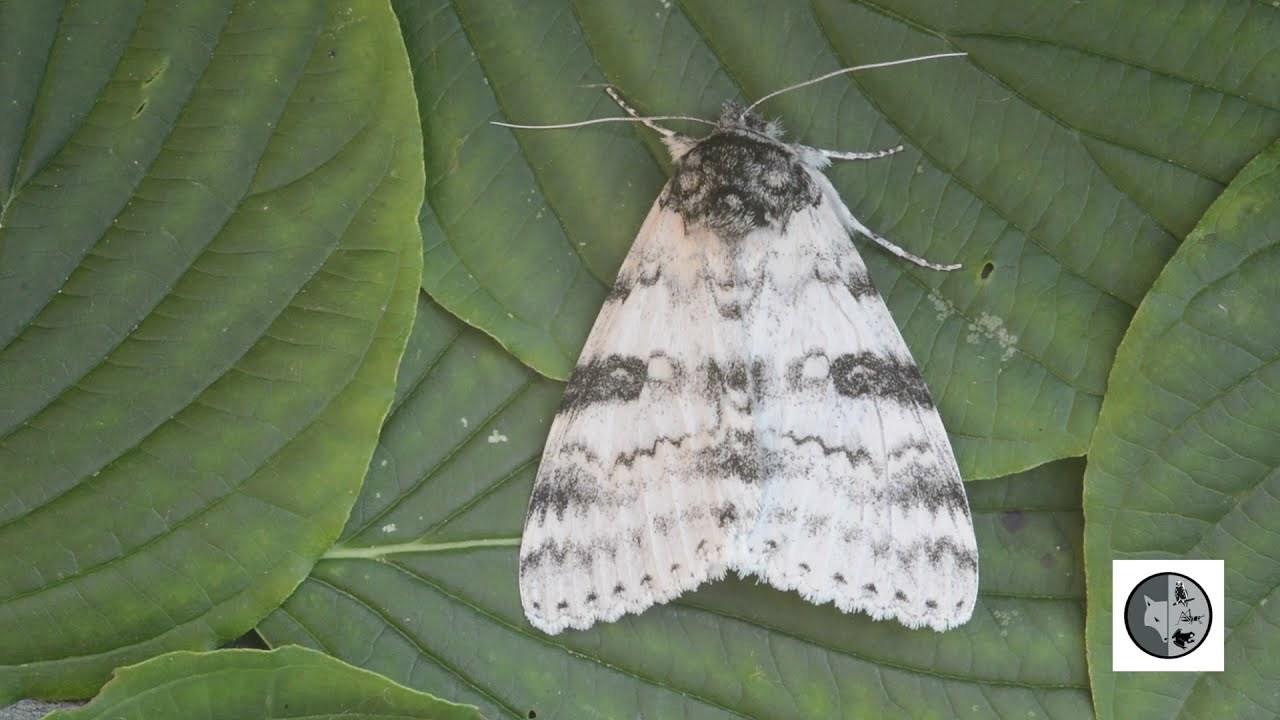 Likenée blanche/White Underwing Moth (Catocala relicta)