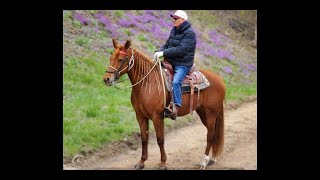 Gaited Trail Horse For Sale
