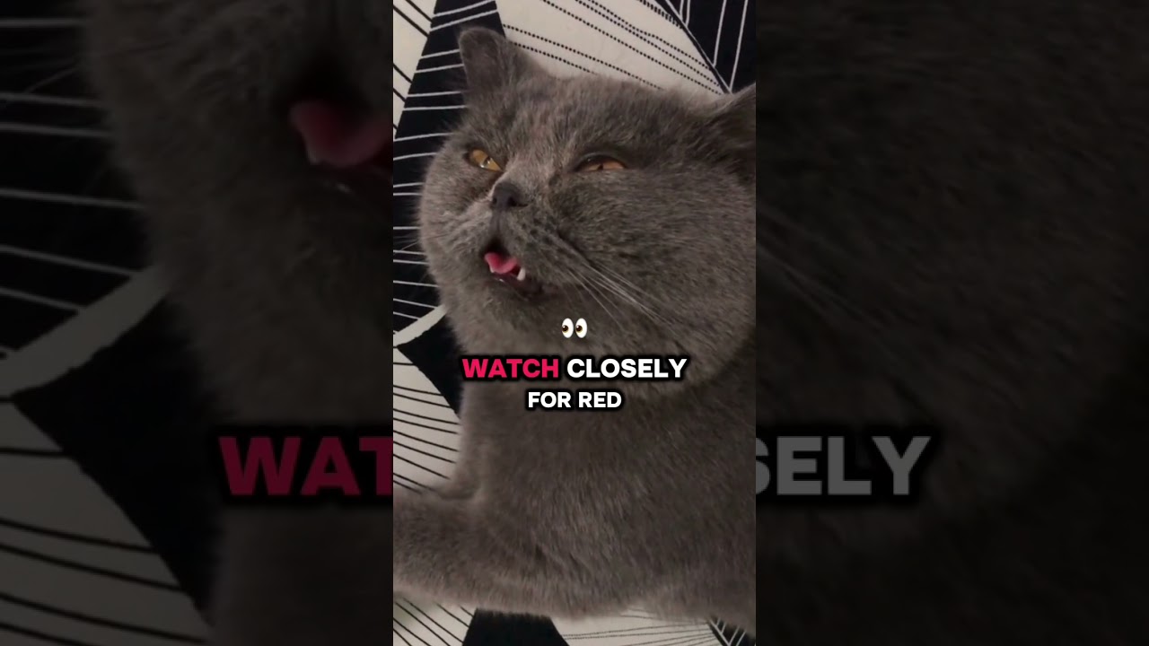 Why is my cat breathing fast while sleeping? 