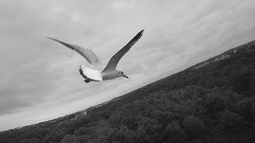 #256 - LIBERTY - 🔥 FPV FREESTYLE | Drone 5" footage.