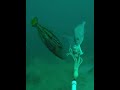 Marine magic... #oceanlife #bunbury #gopro #seavu #windfarm