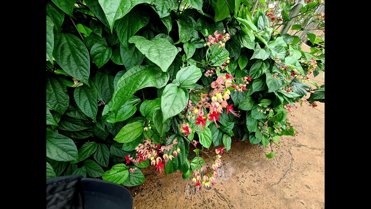 RHS Wisley Garden Glasshouse / Gewächshaus