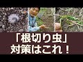 根切り虫対策! これで完璧!?