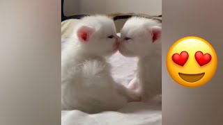 Cute and Funny Cats video😻 - try not to laugh 😹