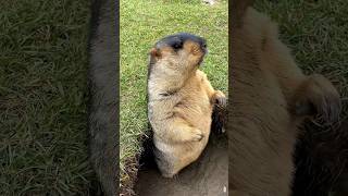 Adorable Himalayan Marmot Stands Watch#cutemarmot #cuteanimals #marmot #marmota