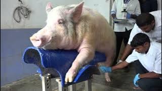 PIG  BREEDING