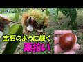 【栗】栗拾い 2022