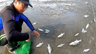 Na Stock Nalang Ang Mga Buhay Na Isda Sa Buhanginan😱 Pinupulot At Dampot Nalang