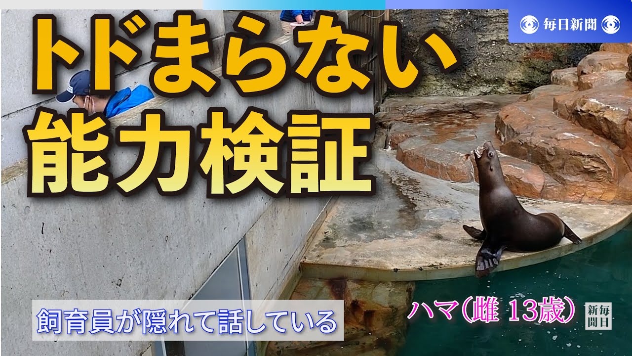 日本一言葉を理解？トドまらない能力検証 飼育員の論文を実演 兵庫