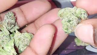 Visual Strain Review: Stash & Dash 💨 by Lolo 🔥🔥🔥