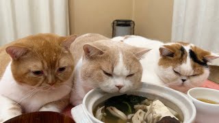 これは圧力鍋!?」鍋の周りに集まるモフモフ猫が話題 「くれ これは圧力鍋!?」鍋の周りに集まるモフモフ猫が話題 「くれ