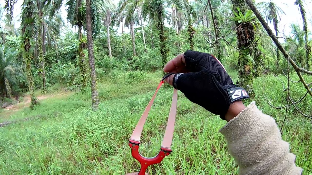 Berburu punai dengan ketapel/Lastik