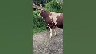 Story wa sapi virall super besar//cocokbuatstory//30detik