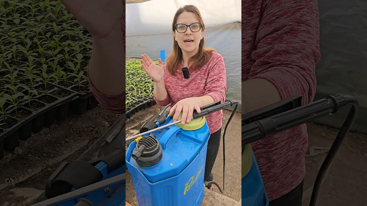 Cel mai bun tratament pentru rasadurile de legume