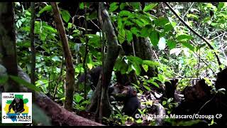 Chimps use insects as medicine for themselves and others