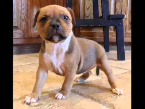 kennel club staffordshire bull terrier puppies