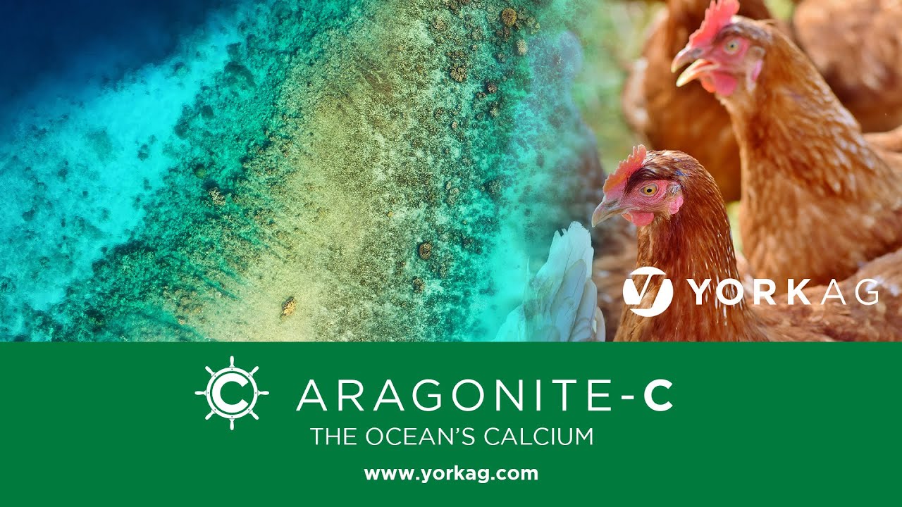 York Ag ARAGONITE-C , The Ocean's Calcium™, a Precision Feeding Ingredient for Poultry Applications