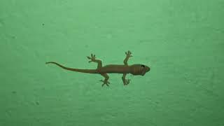 Baby Lizard Tail Art & Sound balli Chipkali gecko tik tik - Domestic Discovery