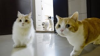 Pretending to forget to lock the door, will my cat run out? | SanHua Cat Live