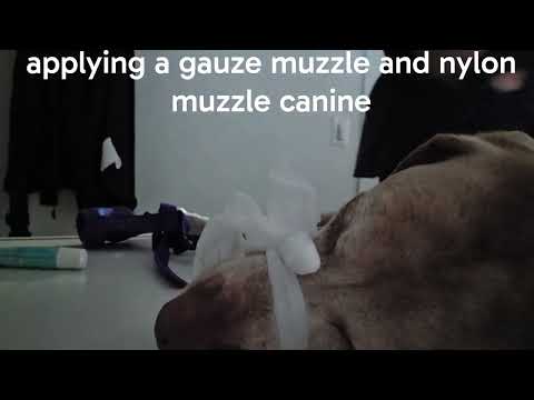 Canine Muzzle Application (gauze muzzle and nylon muzzle) Skill # 7