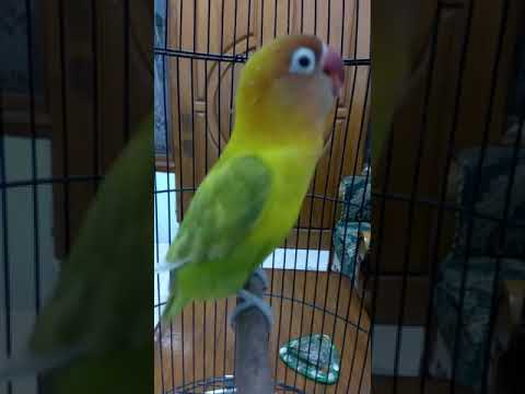 Masteran Lovebird ngekek minor paling dicari