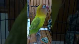 Download Lagu Masteran Lovebird ngekek minor paling dicari MP3