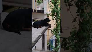 Rottweiler doggy (Sandy Rani 😘😘) sad mood 😔#youtube #viral #viralvideos .. subscribe