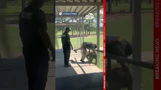 Deputy faces charges after wrestling teen to the ground