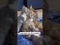 What Happened to The Mama Cat… (REVEALED)