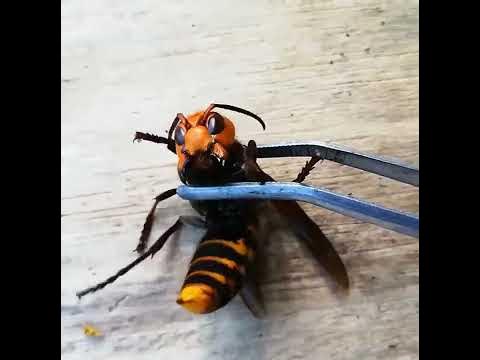 Огромный азиатский шершень. - YouTube
